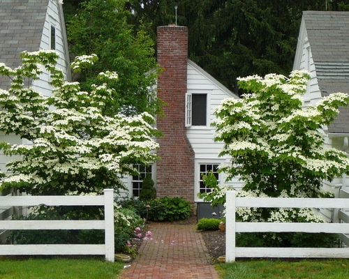 Kousa Dogwood tree; native to Korea, China, Japan, Taiwan, Sikkim, Bhutan and the Ryukyu Islands